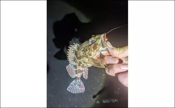 「南紀のライトソルトゲームで新規開拓【和歌山】ガシラ主体にオオモンハタをキャッチ」の画像