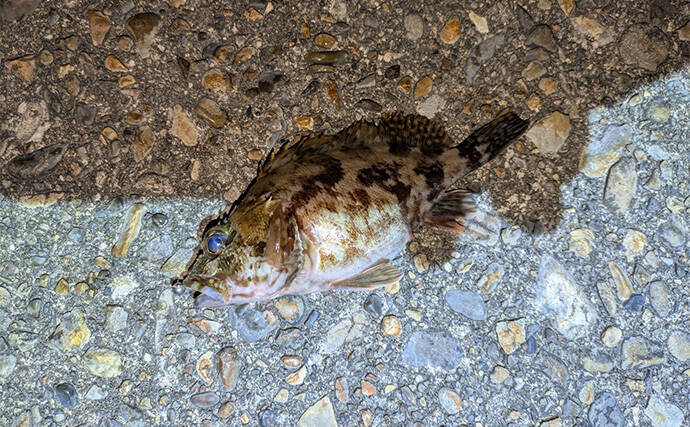 南紀のライトソルトゲームで新規開拓【和歌山】ガシラ主体にオオモンハタをキャッチ