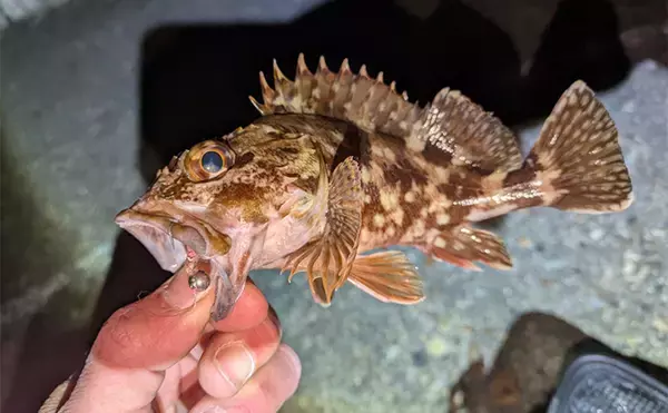 「南紀のライトソルトゲームで新規開拓【和歌山】ガシラ主体にオオモンハタをキャッチ」の画像