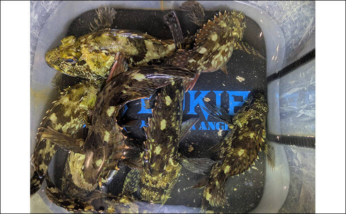 南紀のライトソルトゲームで新規開拓【和歌山】ガシラ主体にオオモンハタをキャッチ