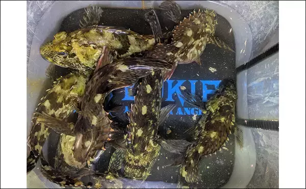 「南紀のライトソルトゲームで新規開拓【和歌山】ガシラ主体にオオモンハタをキャッチ」の画像