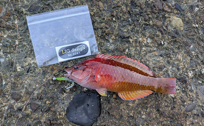 南紀のライトソルトゲームで新規開拓【和歌山】ガシラ主体にオオモンハタをキャッチ