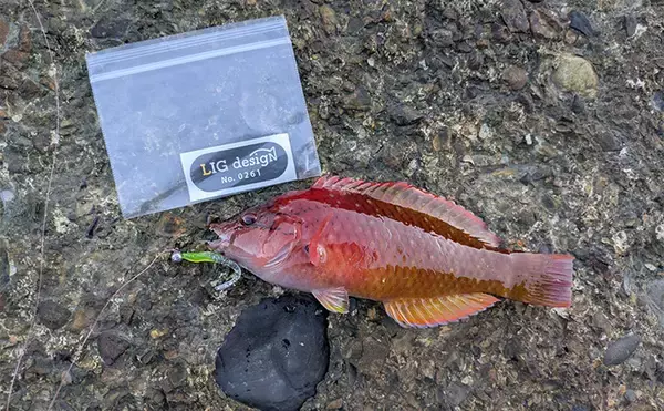 「南紀のライトソルトゲームで新規開拓【和歌山】ガシラ主体にオオモンハタをキャッチ」の画像