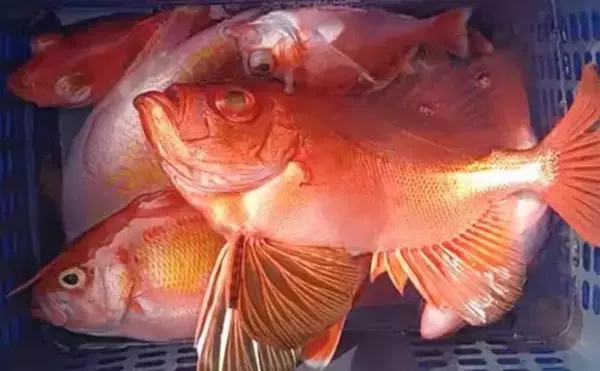 「【沖釣り釣果速報】落とし込み五目で衝撃サイズ！136cm18.5kgヒラマサ登場（福岡）」の画像