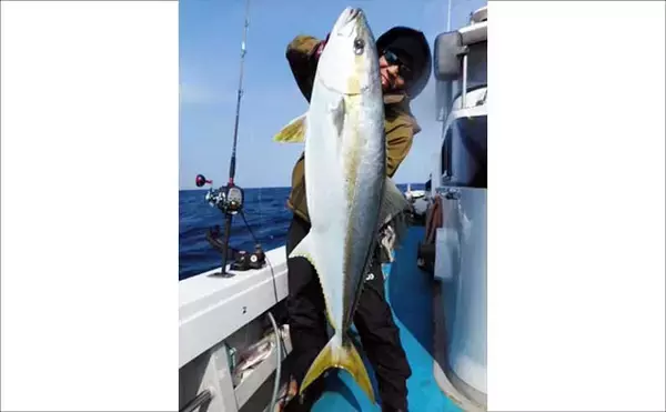 「【沖釣り釣果速報】落とし込み五目で衝撃サイズ！136cm18.5kgヒラマサ登場（福岡）」の画像