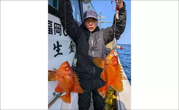 「【沖釣り釣果速報】落とし込み五目で衝撃サイズ！136cm18.5kgヒラマサ登場（福岡）」の画像