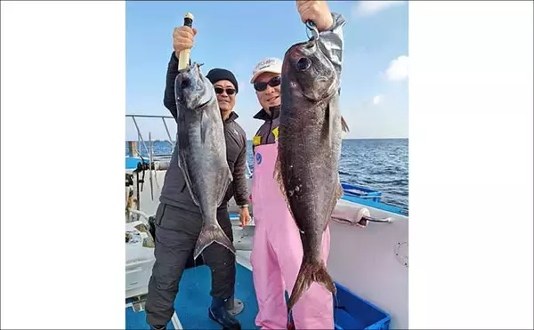 「【沖釣り釣果速報】落とし込み五目で衝撃サイズ！136cm18.5kgヒラマサ登場（福岡）」の画像