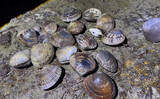 「アサリと間違われがちな美味貝「ケマンガイ」　採るのはアサリよりも難しい？」の画像1