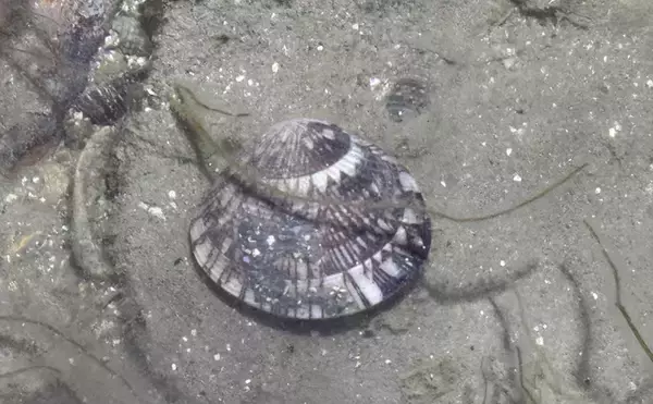 「アサリと間違われがちな美味貝「ケマンガイ」　採るのはアサリよりも難しい？」の画像