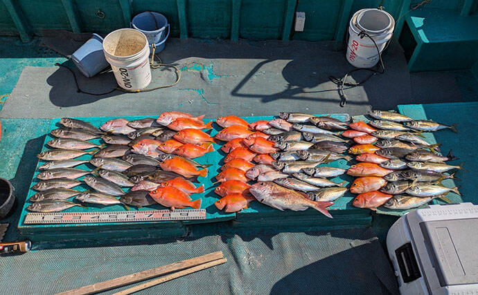 「40cm超えジャンボイサギ獲った！」天秤カゴフカセ釣りで良型美味魚が続々