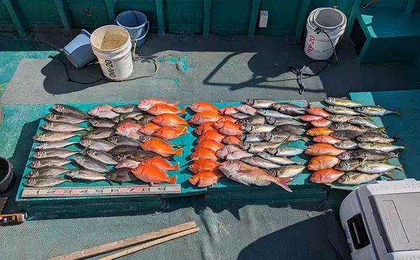 「「40cm超えジャンボイサギ獲った！」天秤カゴフカセ釣りで良型美味魚が続々」の画像