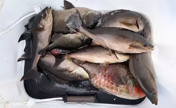 「南伊豆は魚影の濃さ抜群！」沖磯フカセ釣りで35cm級メジナを連打【静岡】