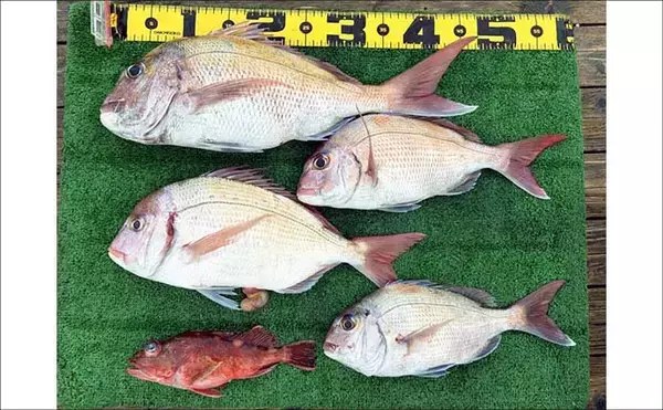 「最大42cm！ジャンボイサキが荒食い！【船のエサ釣り釣果速報9選・愛知】」の画像