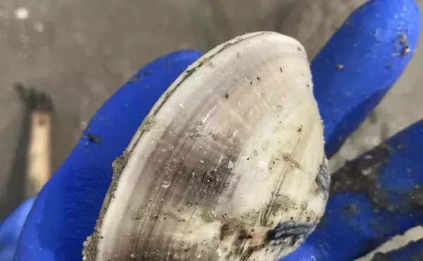 「解禁直後の前島で10cm特大ハマグリを発見！【愛知】砂と粘土層の境界が狙い目」の画像