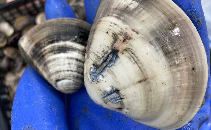 解禁直後の前島で10cm特大ハマグリを発見！【愛知】砂と粘土層の境界が狙い目