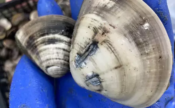 「解禁直後の前島で10cm特大ハマグリを発見！【愛知】砂と粘土層の境界が狙い目」の画像