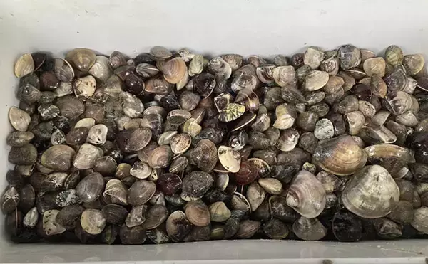 「解禁直後の前島で10cm特大ハマグリを発見！【愛知】砂と粘土層の境界が狙い目」の画像
