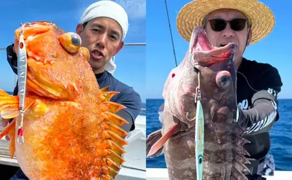平戸沖ジギングでボッコにタカバと美味な根魚浮上【船釣り釣果速報6選：長崎／佐賀】