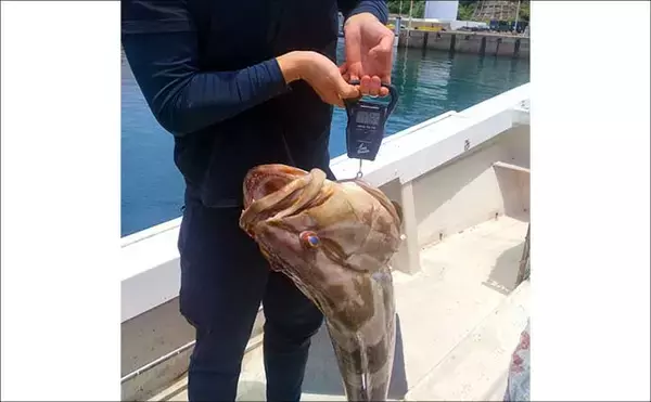 「平戸沖ジギングでボッコにタカバと美味な根魚浮上【船釣り釣果速報6選：長崎／佐賀】」の画像