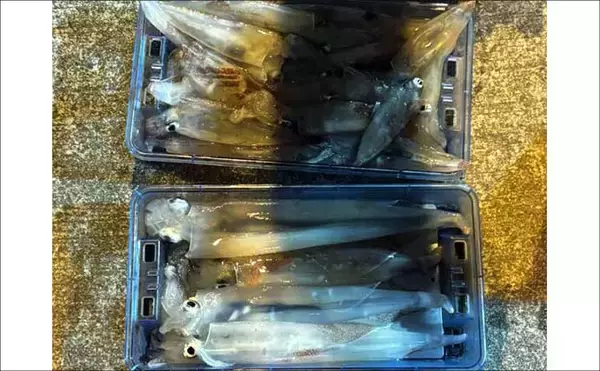 「平戸沖ジギングでボッコにタカバと美味な根魚浮上【船釣り釣果速報6選：長崎／佐賀】」の画像