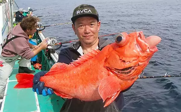 「水深1,000m超え！」超深海釣りで4kg級ベニアコウを釣り上げる【相模湾】