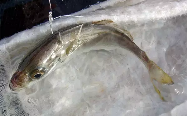 「岸和田沖一文字でのノマセ釣りで38cmツバスをキャッチ【大阪】青物シーズン本格化」の画像