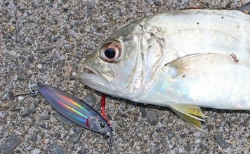 番匠川のメッキゲームで20cmを頭にツ抜け達成！【大分】メタルジグのただ巻きに好反応