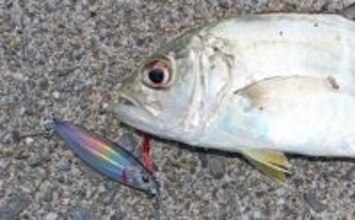 番匠川のメッキゲームで20cmを頭にツ抜け達成！【大分】メタルジグのただ巻きに好反応