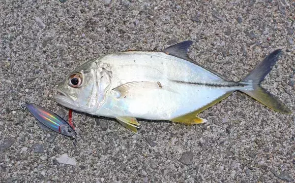 「番匠川のメッキゲームで20cmを頭にツ抜け達成！【大分】メタルジグのただ巻きに好反応」の画像