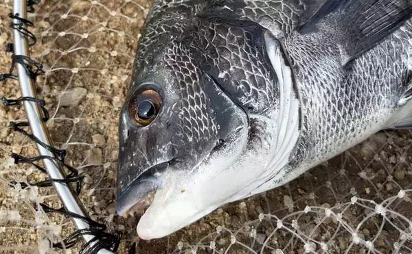 碧南釣り広場のウキフカセ釣り攻略：パイル周りでクロダイ38cm含む4匹キャッチ