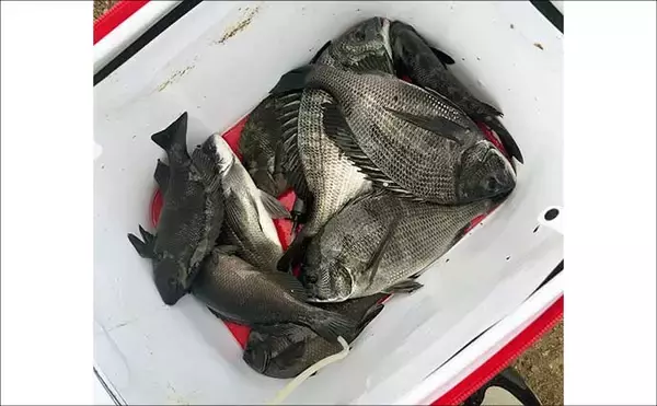 「碧南釣り広場のウキフカセ釣り攻略：パイル周りでクロダイ38cm含む4匹キャッチ」の画像