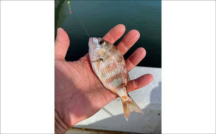 碧南釣り広場のウキフカセ釣り攻略：パイル周りでクロダイ38cm含む4匹キャッチ