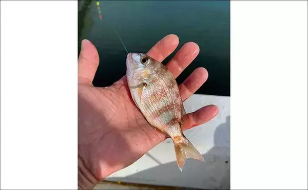 「碧南釣り広場のウキフカセ釣り攻略：パイル周りでクロダイ38cm含む4匹キャッチ」の画像