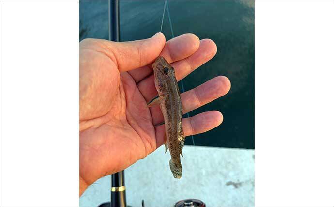 碧南釣り広場のウキフカセ釣り攻略：パイル周りでクロダイ38cm含む4匹キャッチ