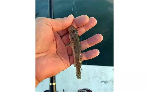 「碧南釣り広場のウキフカセ釣り攻略：パイル周りでクロダイ38cm含む4匹キャッチ」の画像