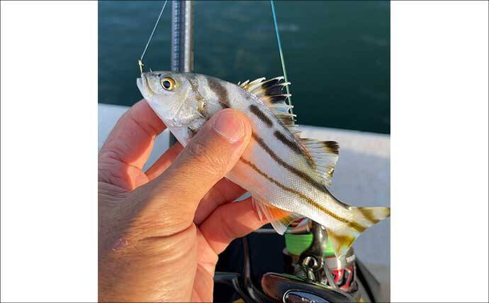 碧南釣り広場のウキフカセ釣り攻略：パイル周りでクロダイ38cm含む4匹キャッチ