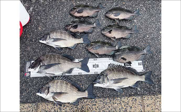 碧南釣り広場のウキフカセ釣り攻略：パイル周りでクロダイ38cm含む4匹キャッチ