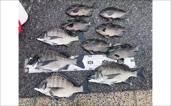 「碧南釣り広場のウキフカセ釣り攻略：パイル周りでクロダイ38cm含む4匹キャッチ」の画像