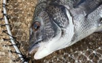 碧南釣り広場のウキフカセ釣り攻略：パイル周りでクロダイ38cm含む4匹キャッチ