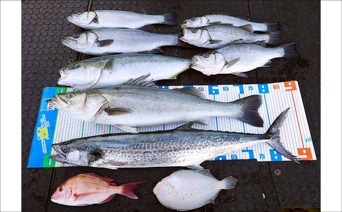 【沖のルアー釣果速報】志摩沖のティップランエギングで1.2kg良型アオリイカ浮上（三重）