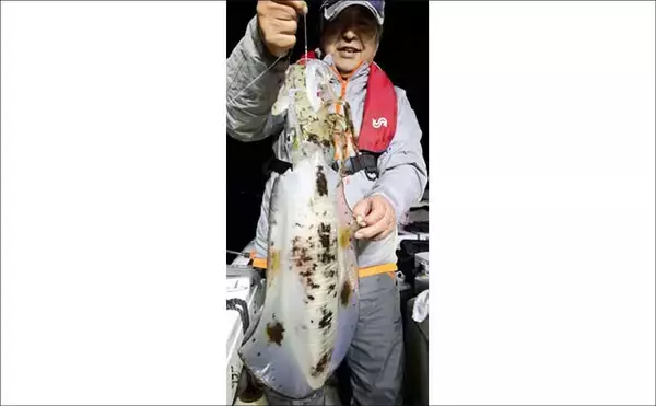 「【沖のルアー釣果速報】志摩沖のティップランエギングで1.2kg良型アオリイカ浮上（三重）」の画像