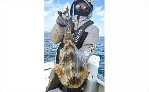「【沖のルアー釣果速報】志摩沖のティップランエギングで1.2kg良型アオリイカ浮上（三重）」の画像