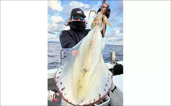 「【沖のルアー釣果速報】志摩沖のティップランエギングで1.2kg良型アオリイカ浮上（三重）」の画像