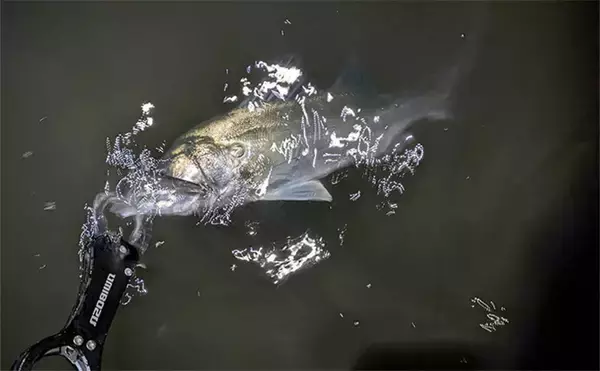 真冬の「ハゼパターン」でシーバス2尾キャッチ！ 数少ないチャンスに全集中