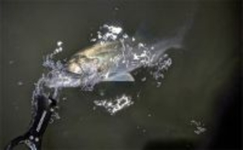 真冬の「ハゼパターン」でシーバス2尾キャッチ！ 数少ないチャンスに全集中