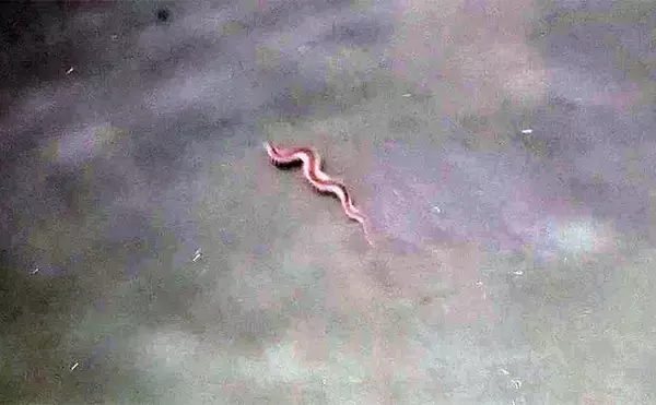 「真冬の「ハゼパターン」でシーバス2尾キャッチ！ 数少ないチャンスに全集中」の画像