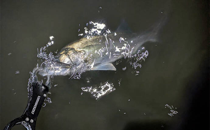 真冬の「ハゼパターン」でシーバス2尾キャッチ！ 数少ないチャンスに全集中