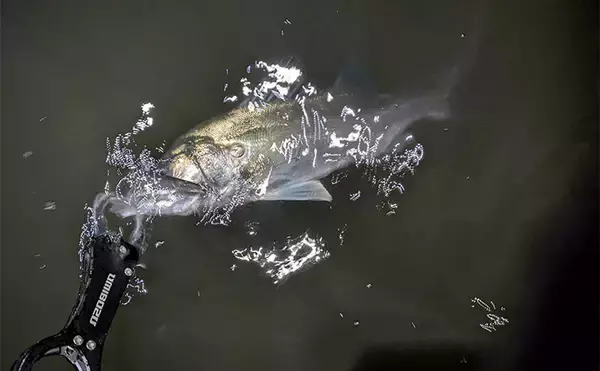 「真冬の「ハゼパターン」でシーバス2尾キャッチ！ 数少ないチャンスに全集中」の画像