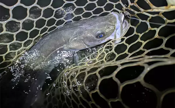 「真冬の「ハゼパターン」でシーバス2尾キャッチ！ 数少ないチャンスに全集中」の画像