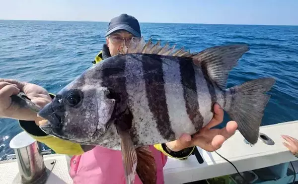 「石鯛（イシダイ）五目便で本命にマダイにイサキなど土産充実【船釣り最新釣果・大分／熊本】」の画像